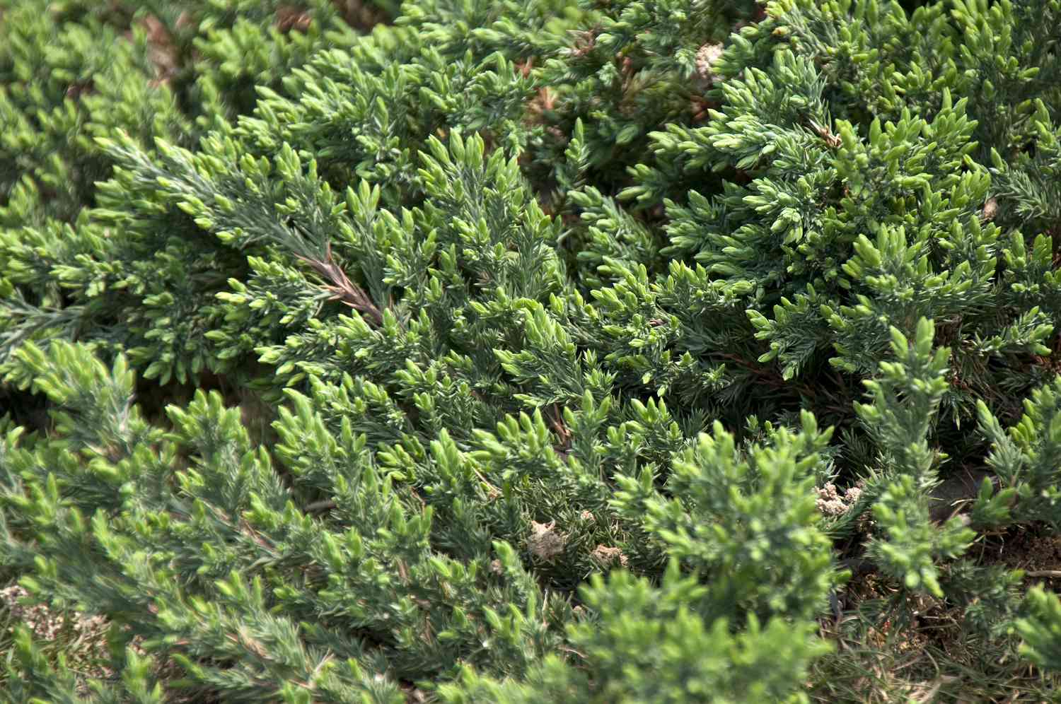 Creeping juniper ground cover.