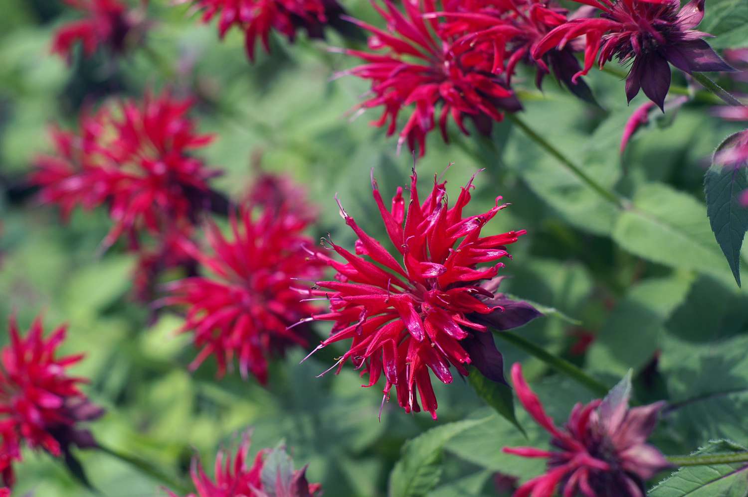 Bee balm plant