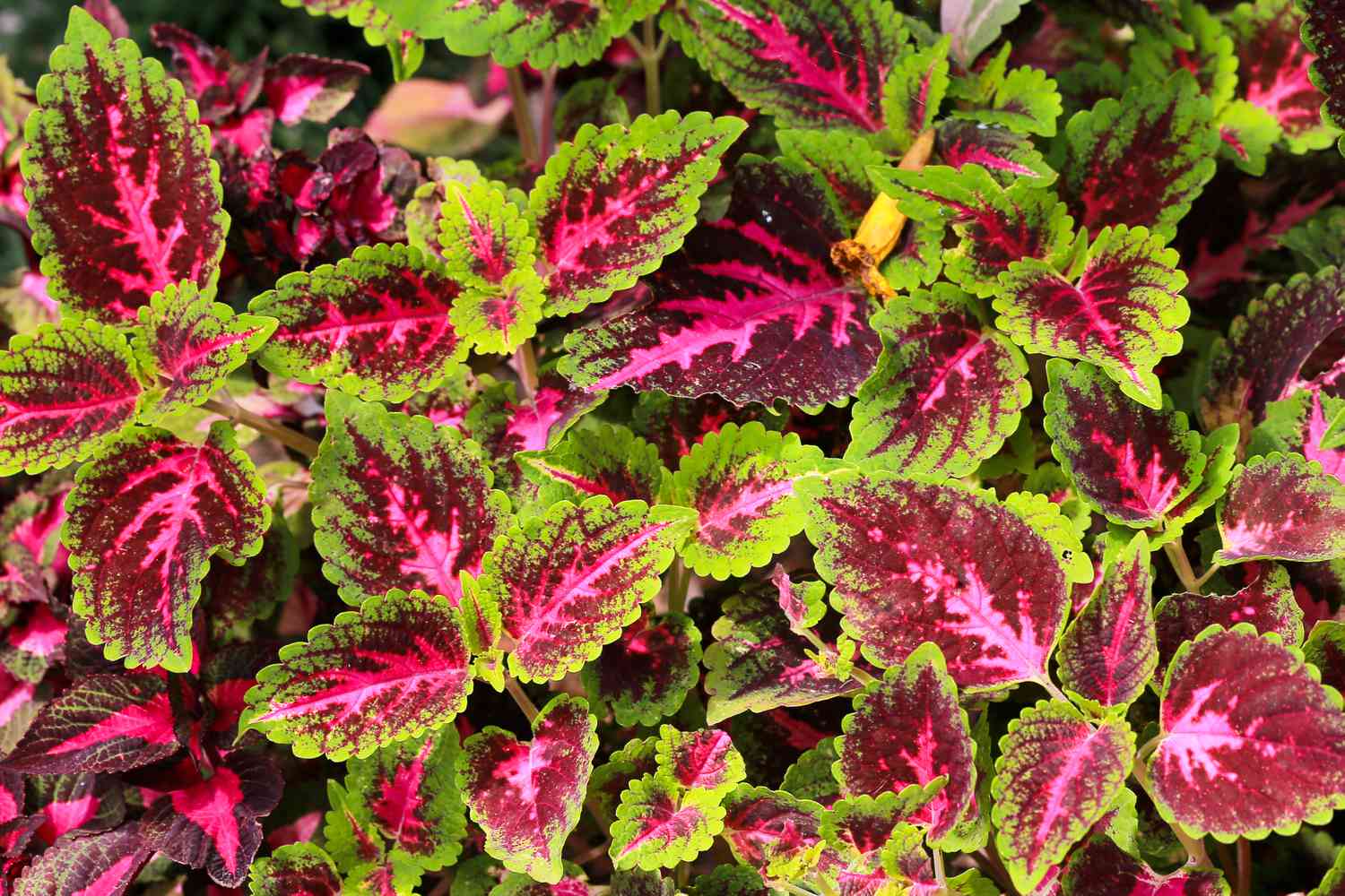 Bold Coleus plant 