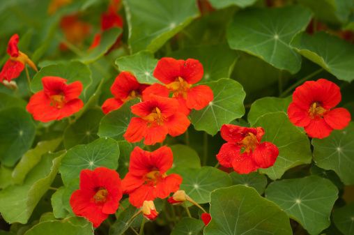 nasturiums