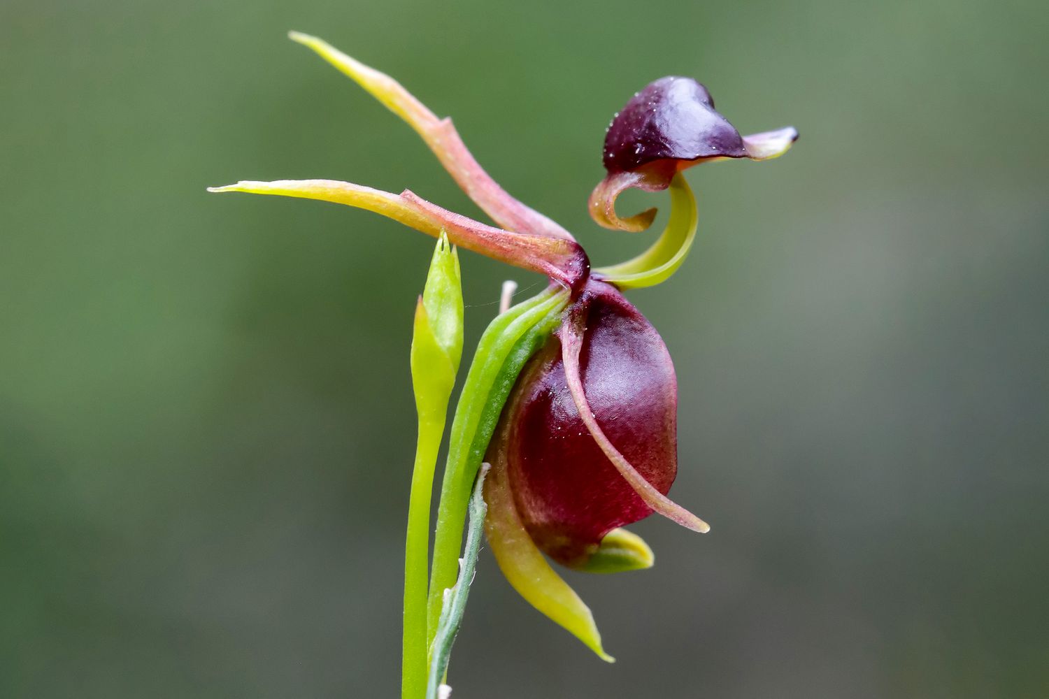 Duck Orchid flower