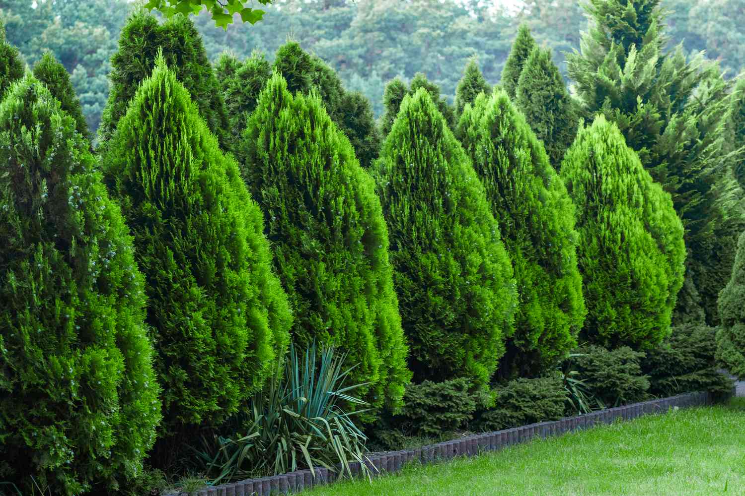 A row of well-maintained evergreen trees with a visible lawn