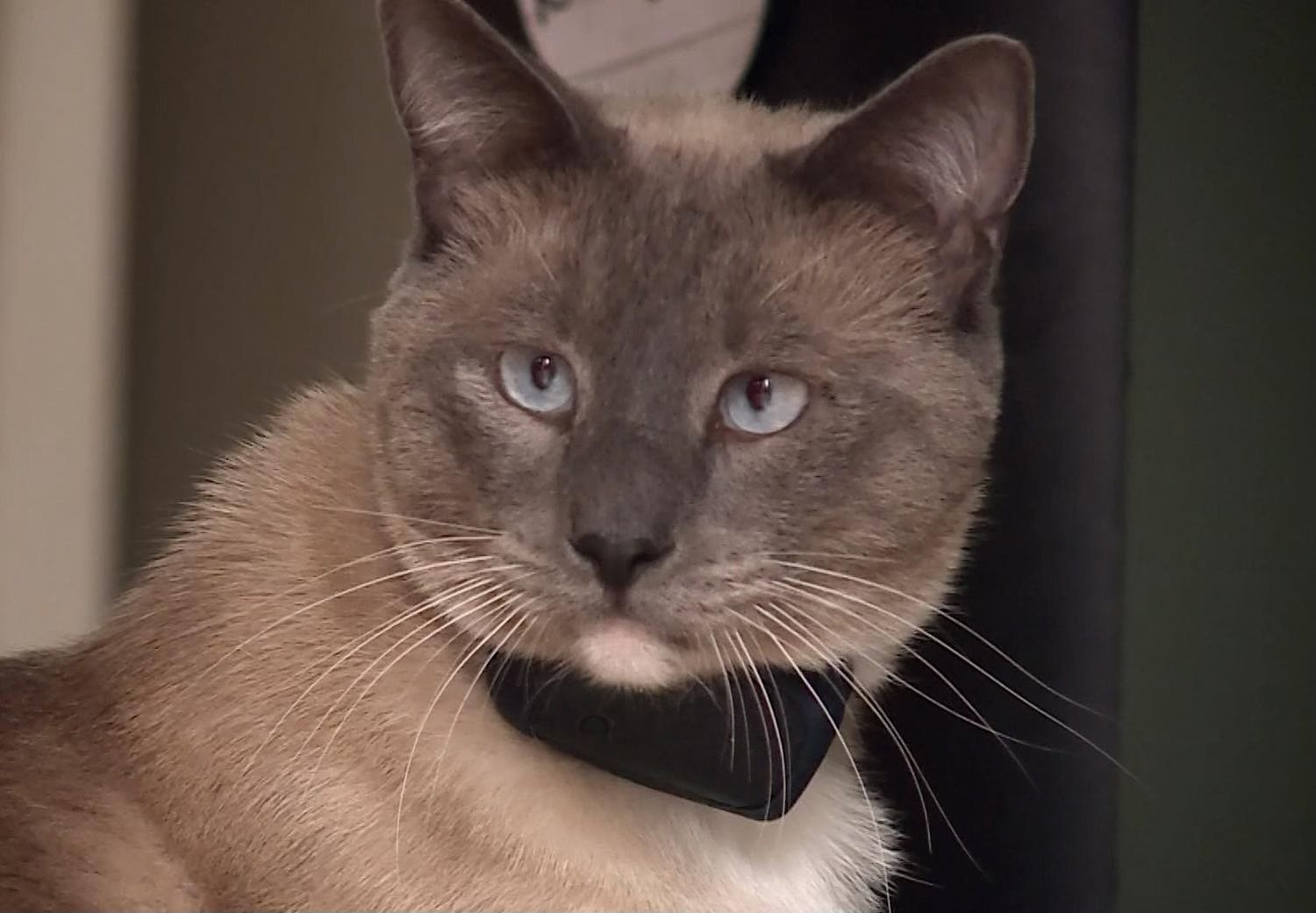 Grey cat with blue eyes