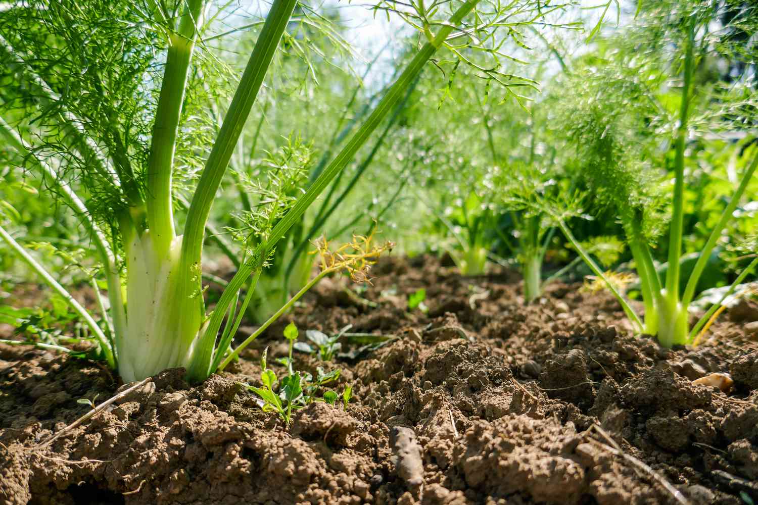 Fennel is not a good companion for any garden crop
