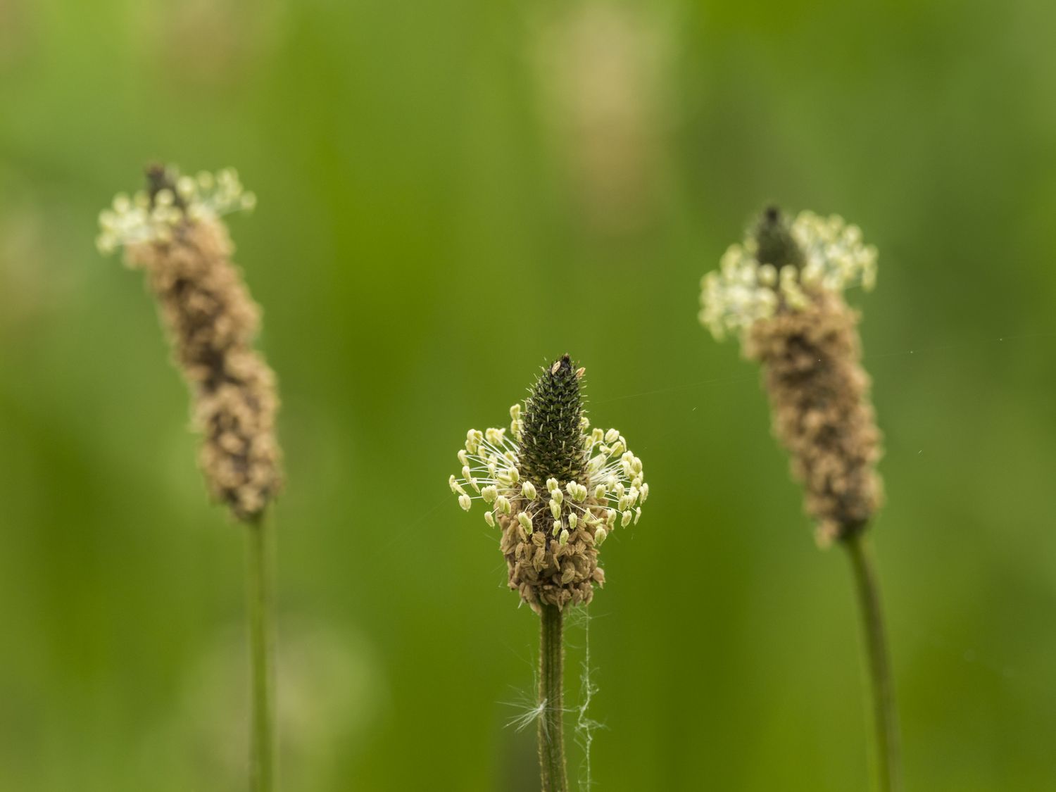 Plantain flower