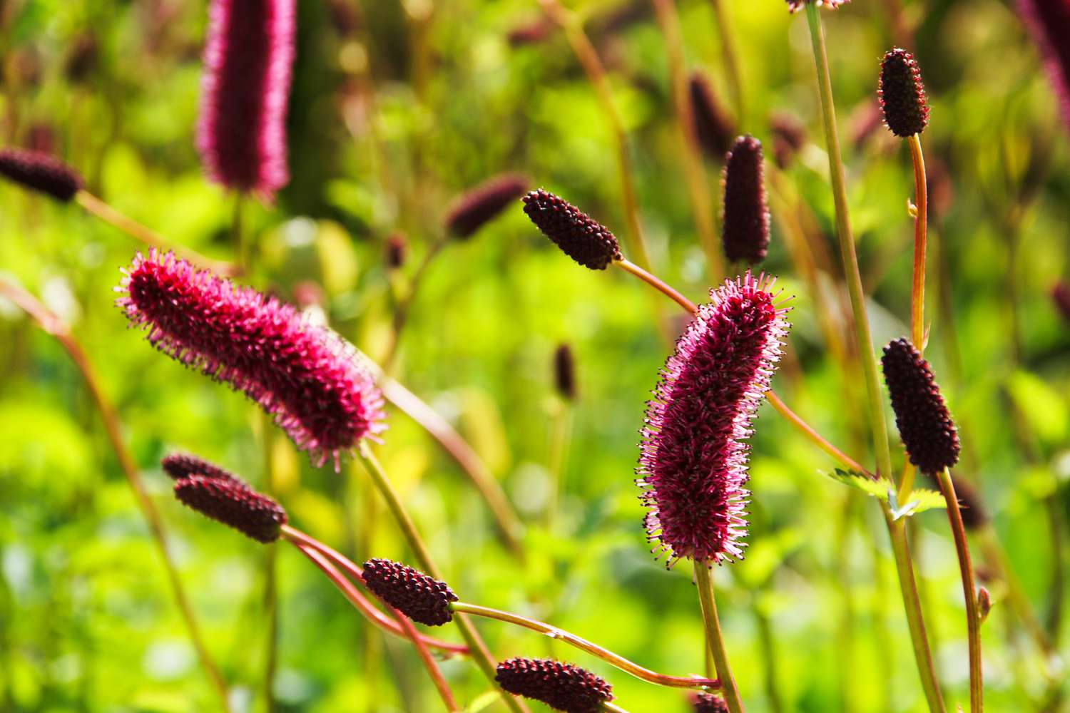 Sanguisorba 