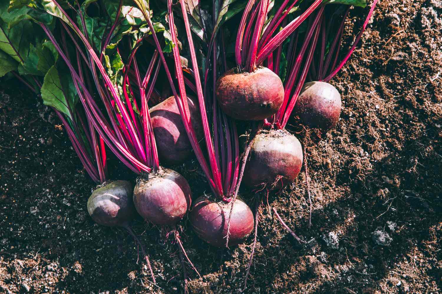 Fresh beets. Harvest fresh organic beet, beetroot on the ground.