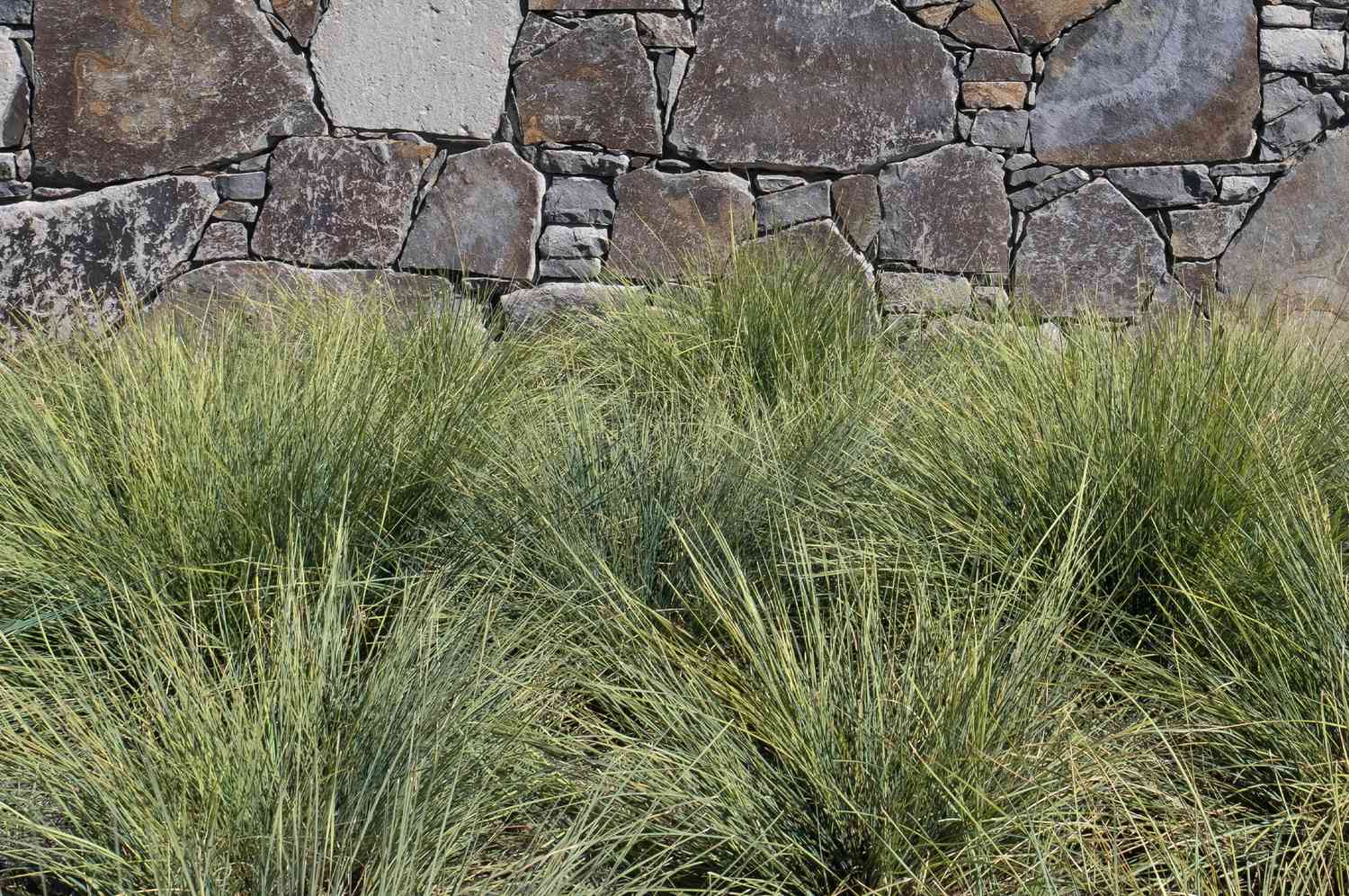 platinum beauty lomandra