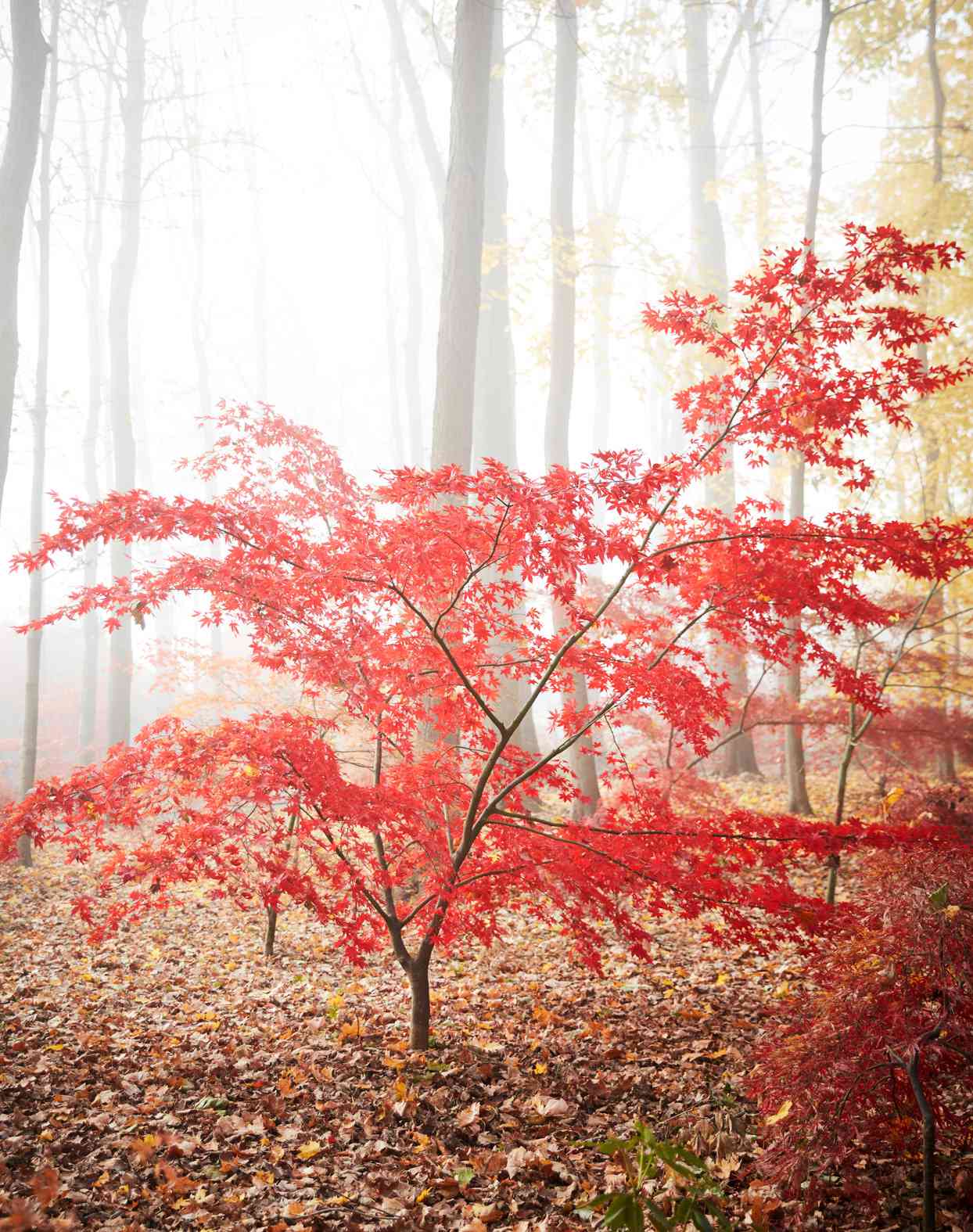 red japanese maple tree in forest