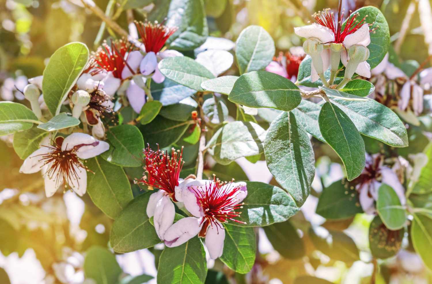 Pineapple guava tree branches with blooming flowers