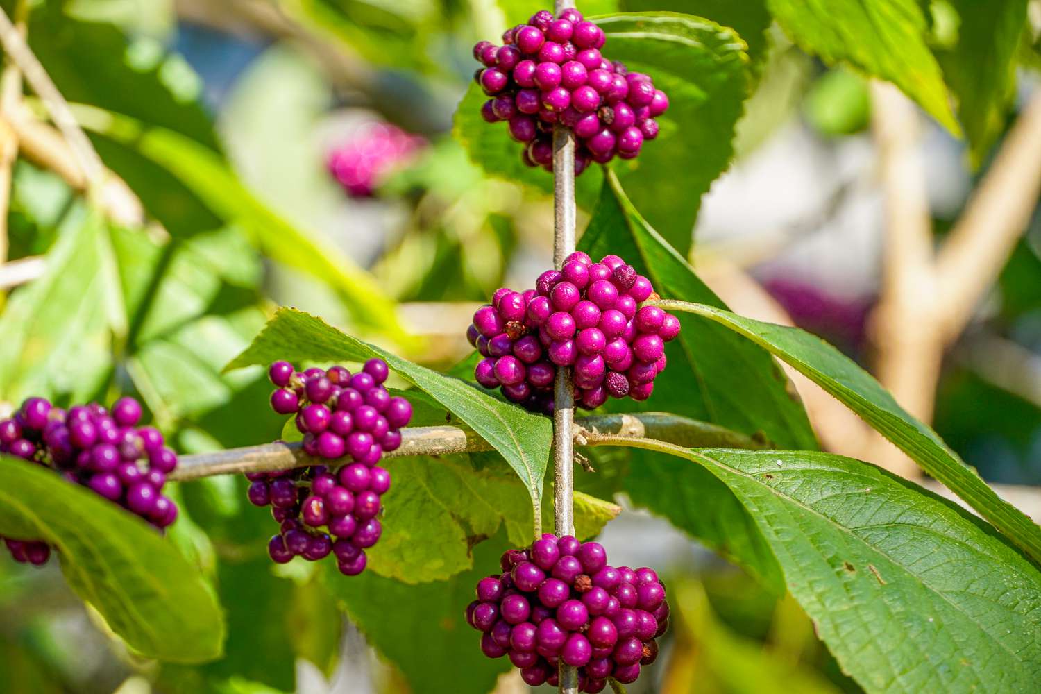 American Beautyberry