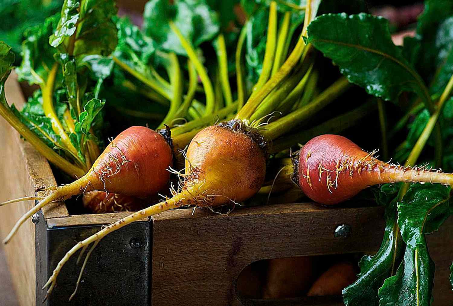 Wooden crate containing golden beets with greens