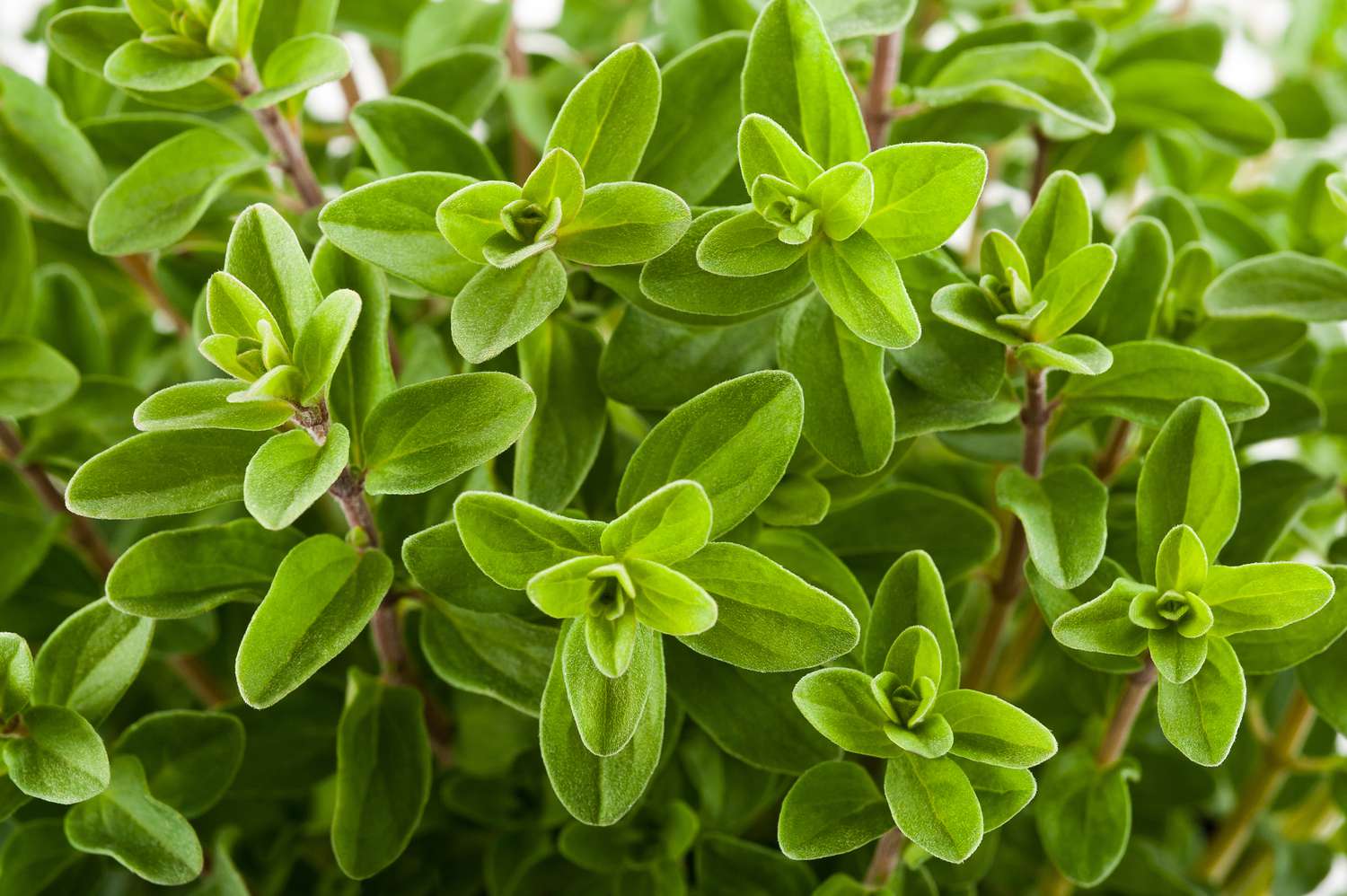 Close-up of marjoram plant leaves