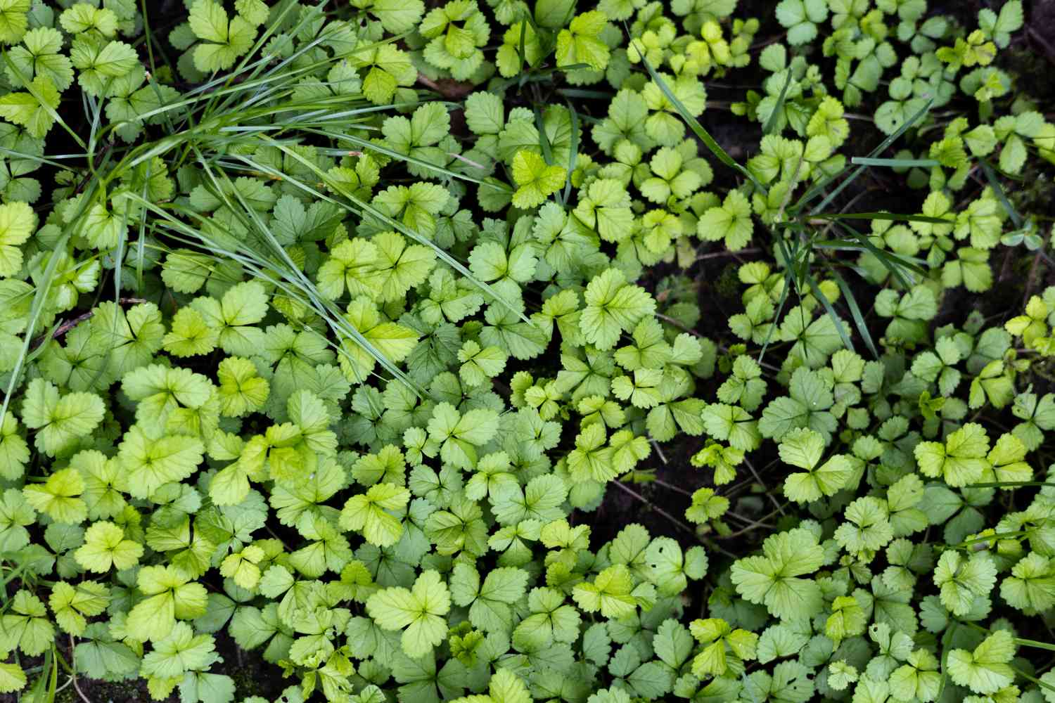 background of green wild strawberry groundcover ~ shot with canon eos rp