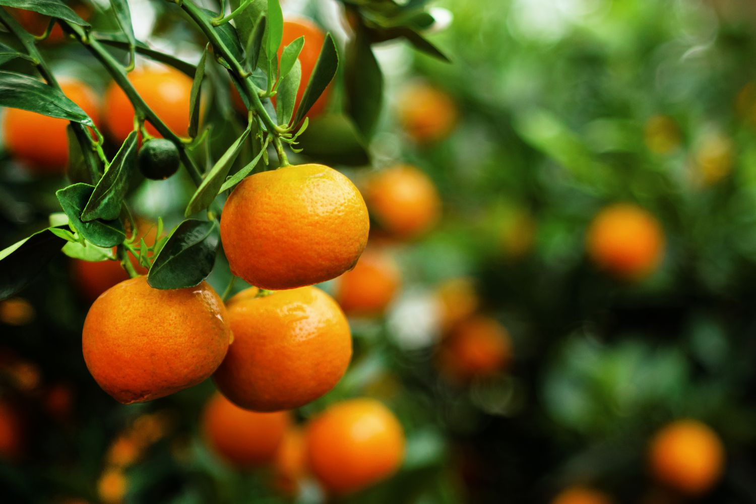 clementine tree fruit 