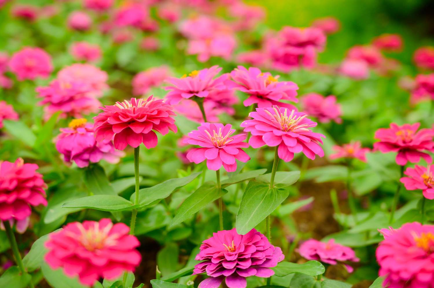 Pink Zinnias