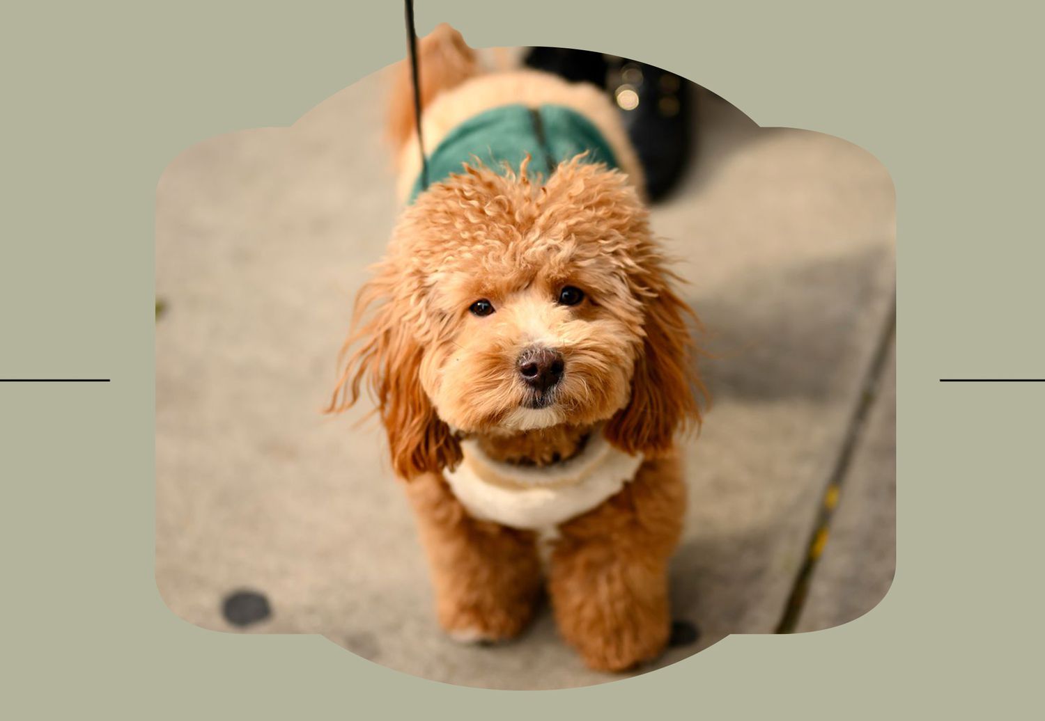 havapoo on a leash with green background