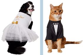 Dog and cat wearing wedding attire