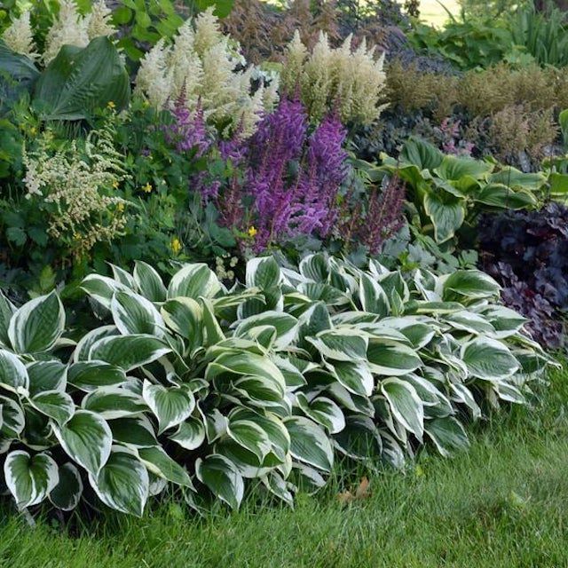 Patriot hosta