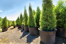 Rows of potted evergreen trees in an outdoor nursery