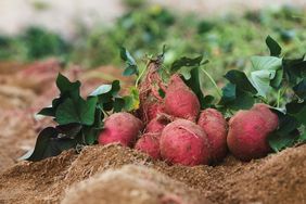 sweet potato harvest