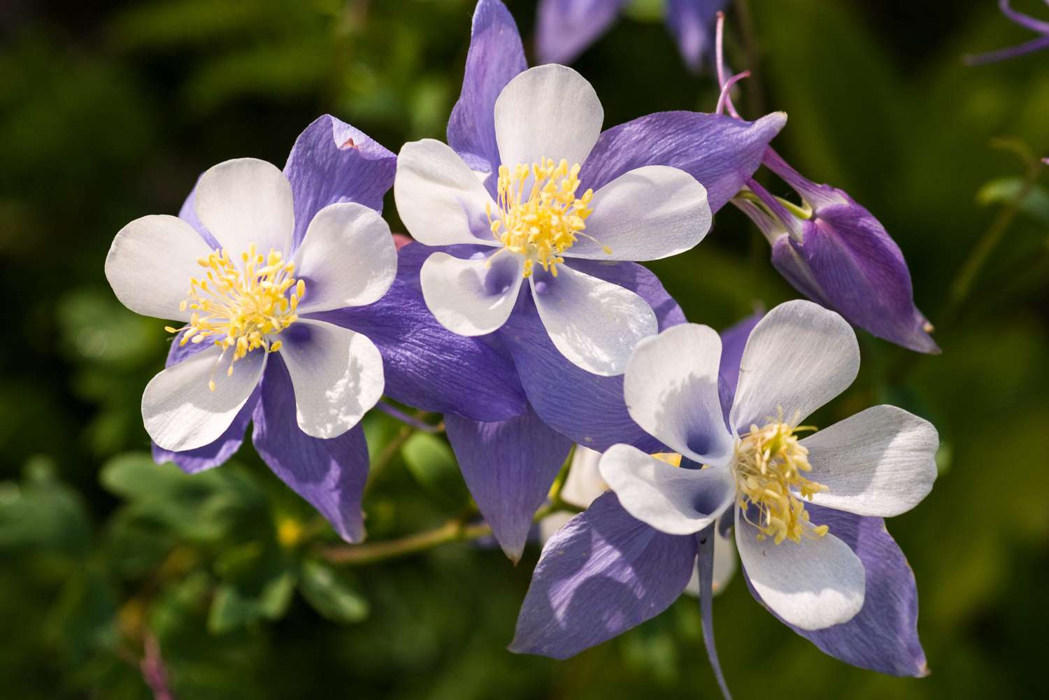 columbine flower