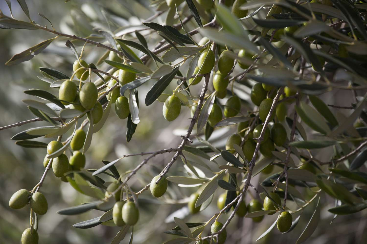 green olives on tree