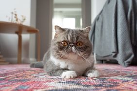 A cat lying on a colorful rug in a bright interior setting