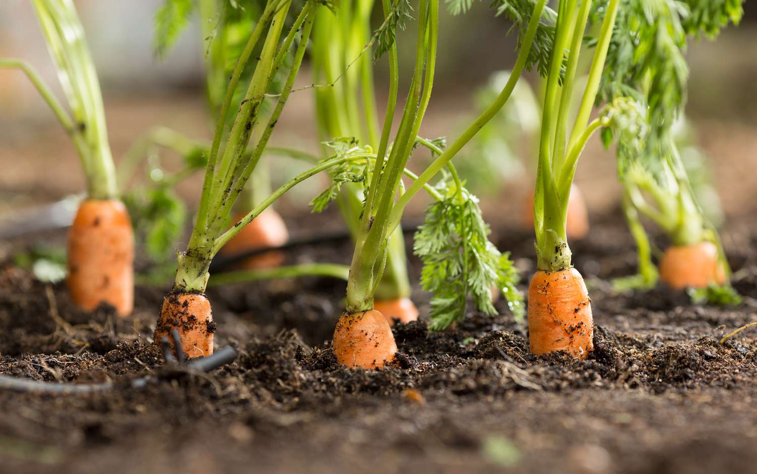 Fresh carrots growing from the ground