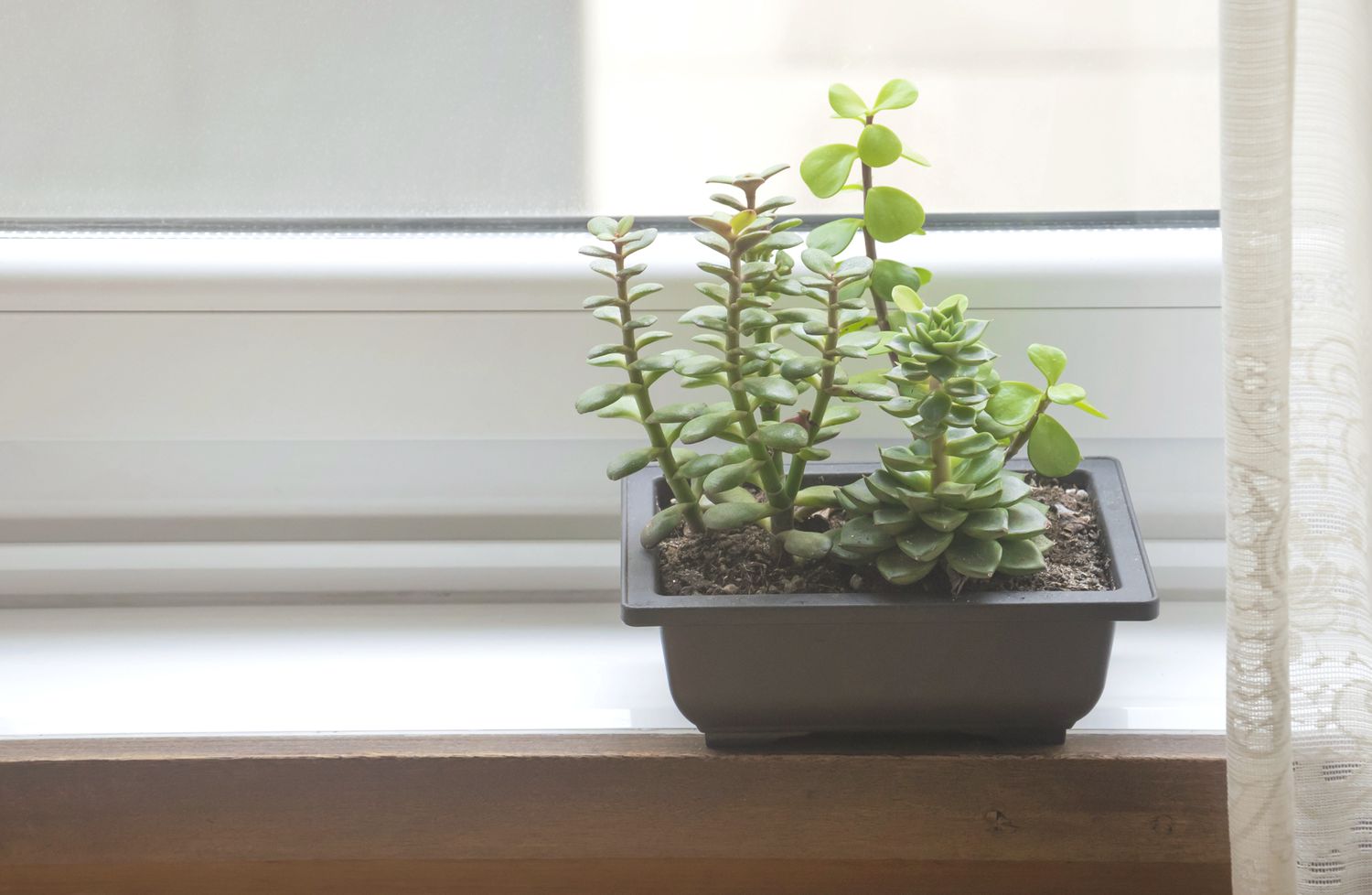 Elephant bush succulent sitting on windowsill