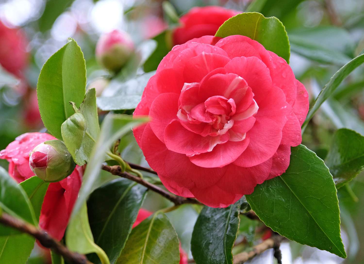 close up of a dark pink Japanese Camellias