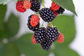 Cluster of ripe and unripe blackberries on a branch