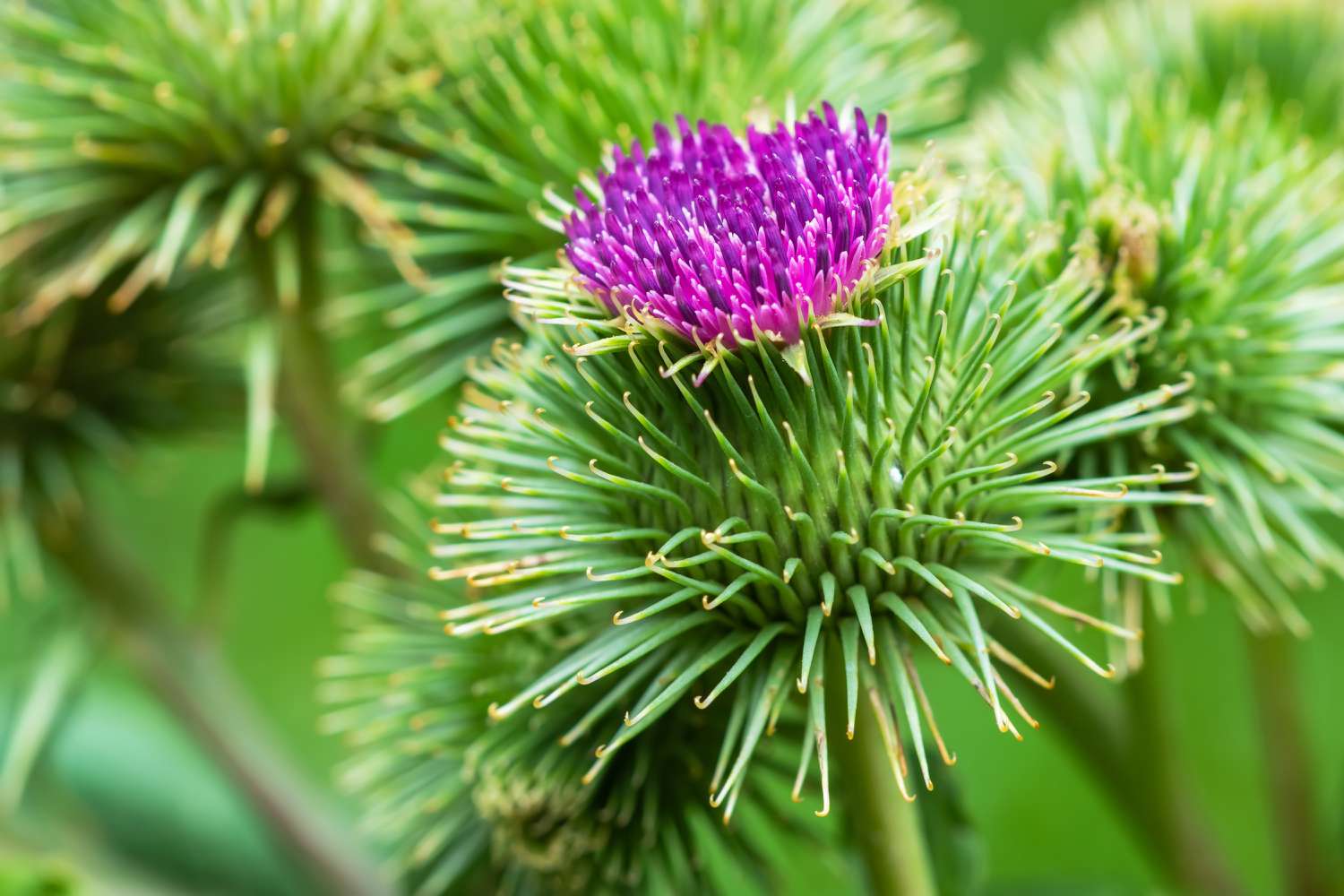 Burdock flower