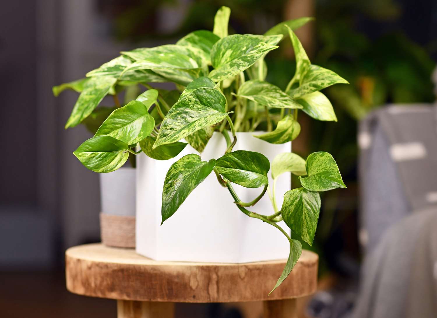 Marble Queen pothos plant on a wooden stool