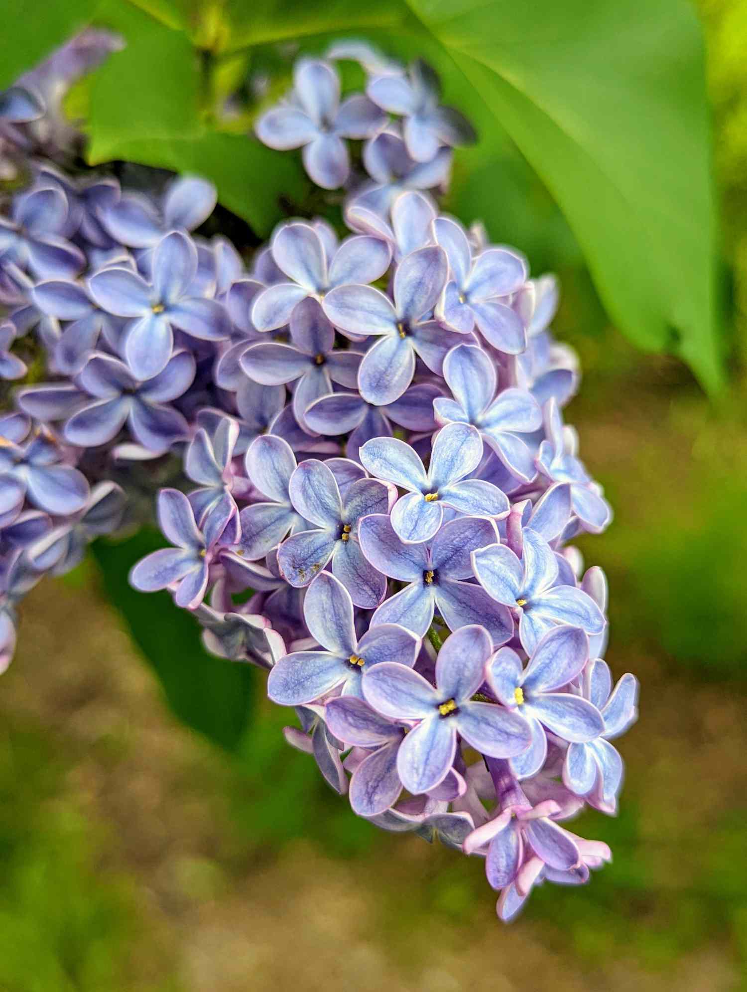 Lilacs