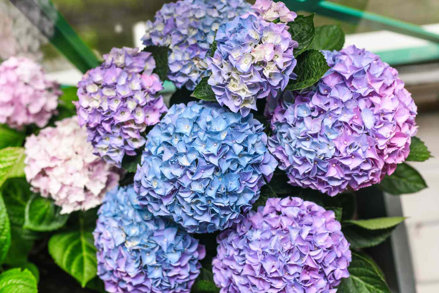 endless summer hydrangeas
