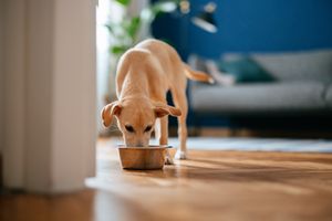 A dog eating from a bowl on a wooden floor indoors