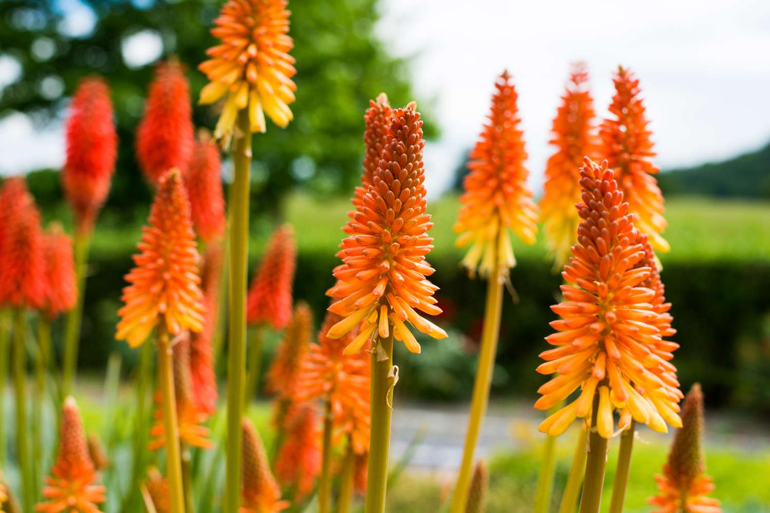 Red Hot Poker