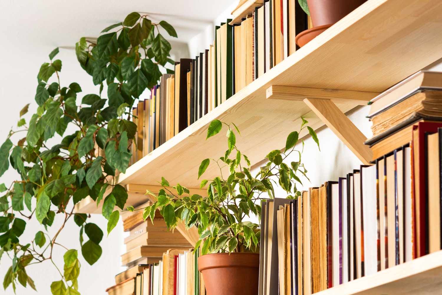 plants on bookshelf