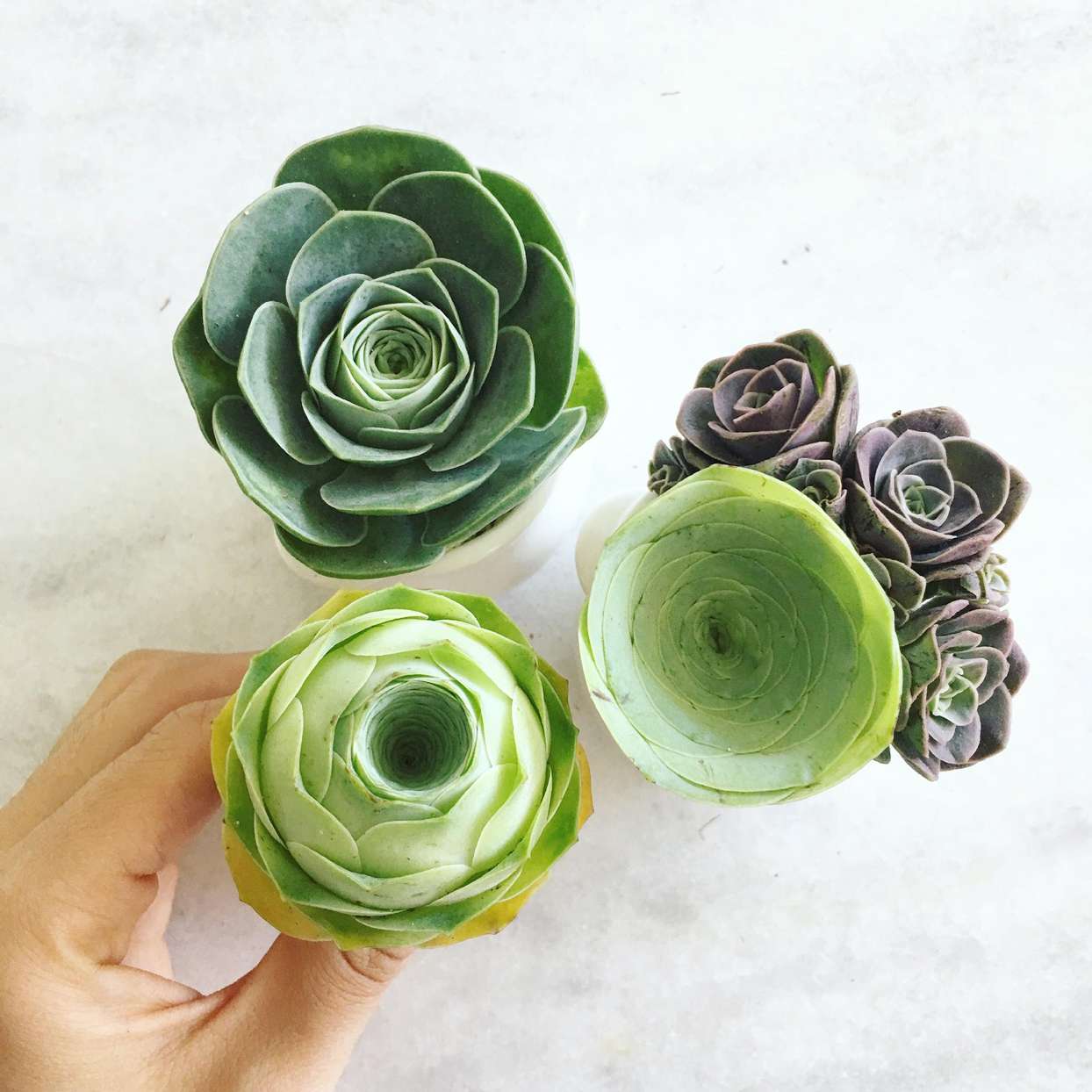hand holding green rose succulents