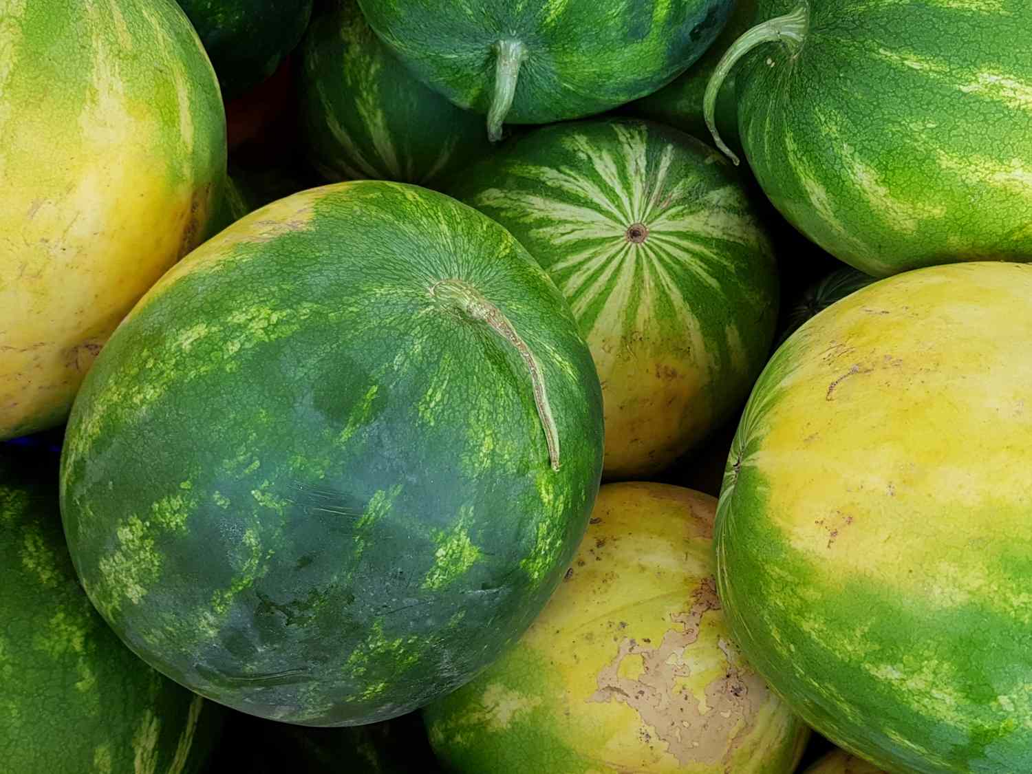 stack of watermelons showing their yellow field spot