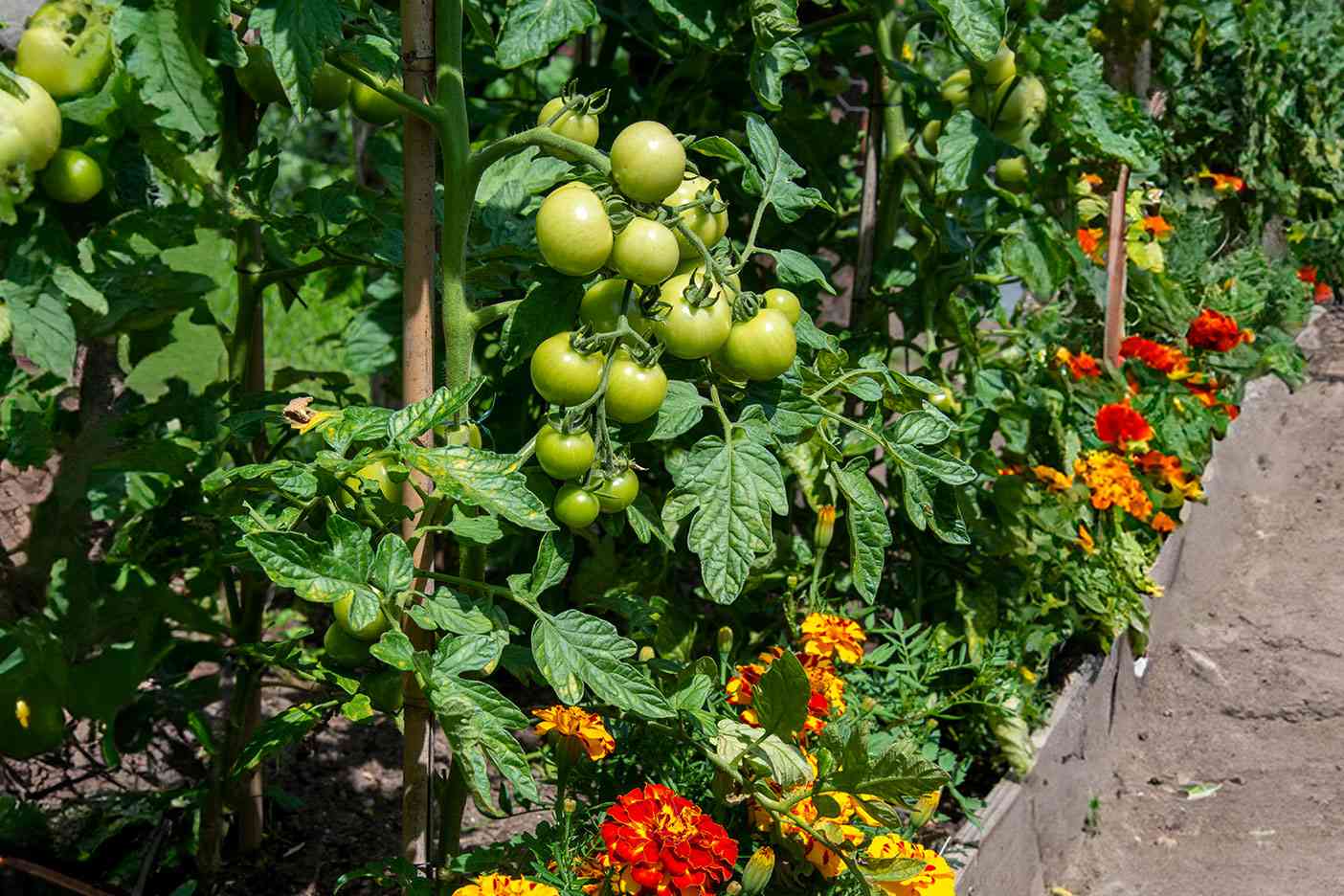 tomatoes planted with marigolds