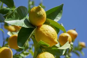 Lemon tree branch with ripe lemons and green leaves
