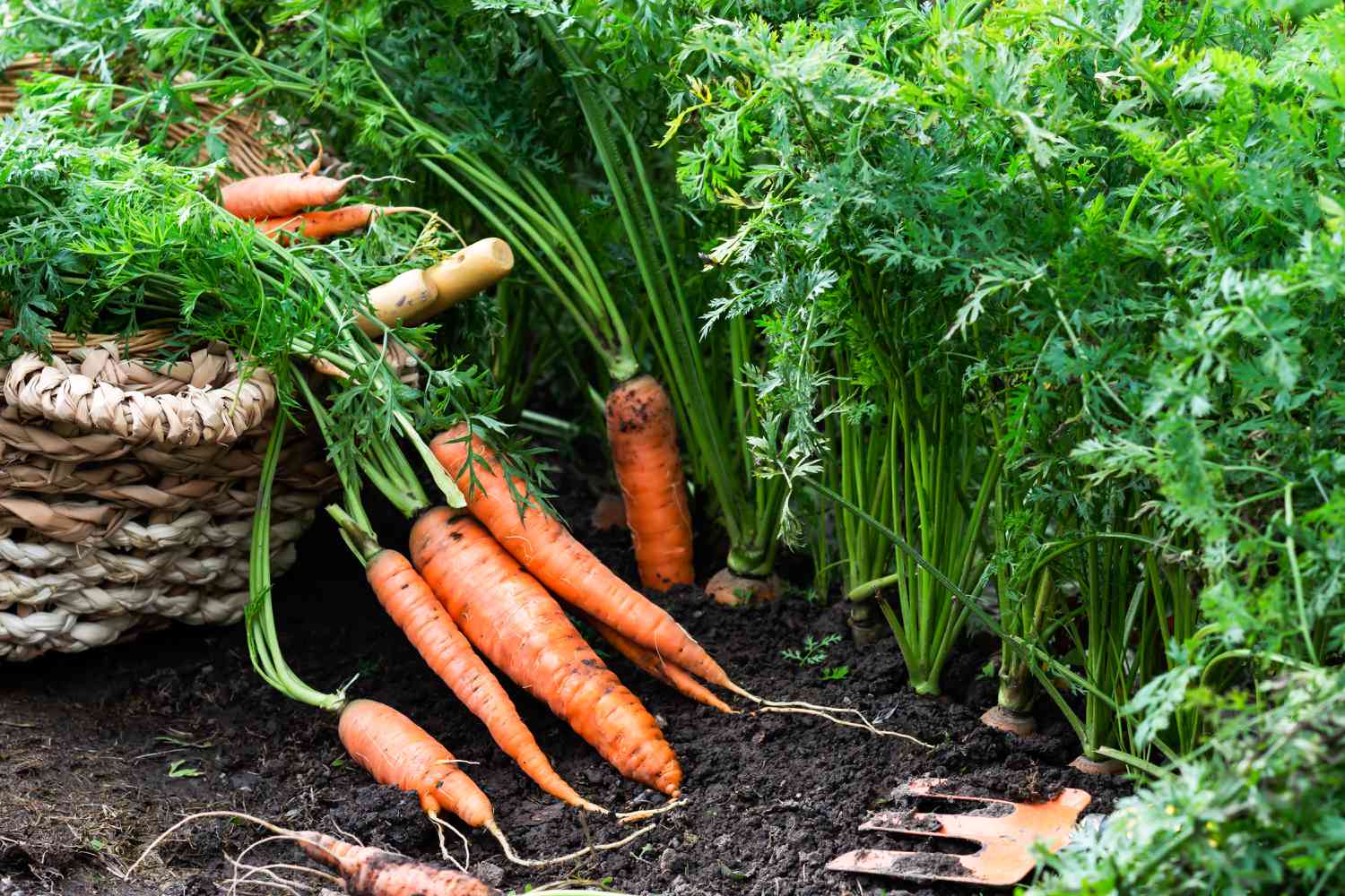 Carrots in garden