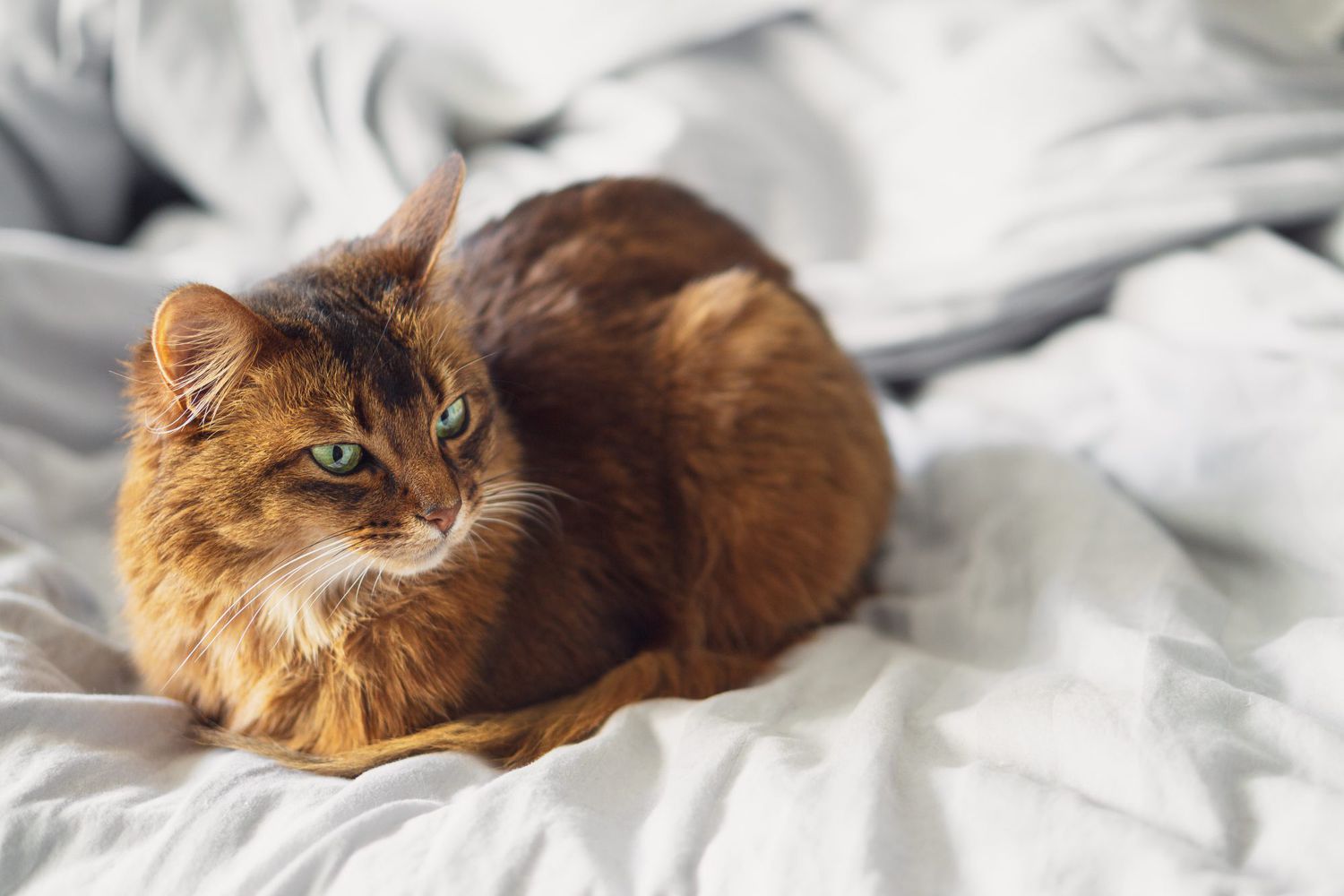 Somali cat lying in bed sheets inside.
