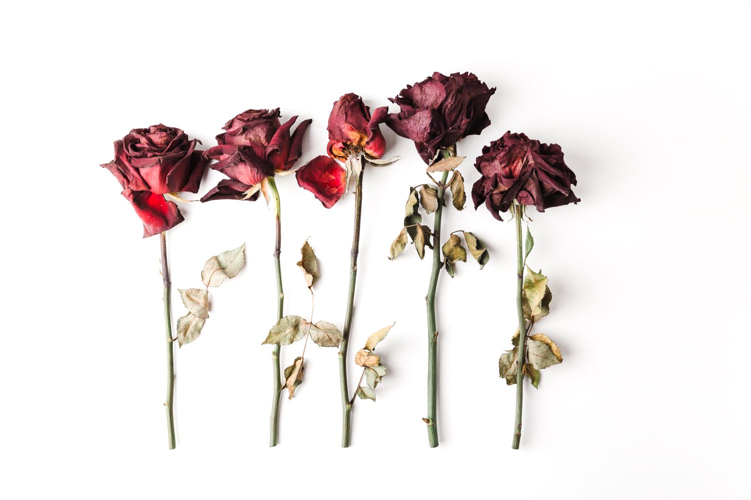 dried roses