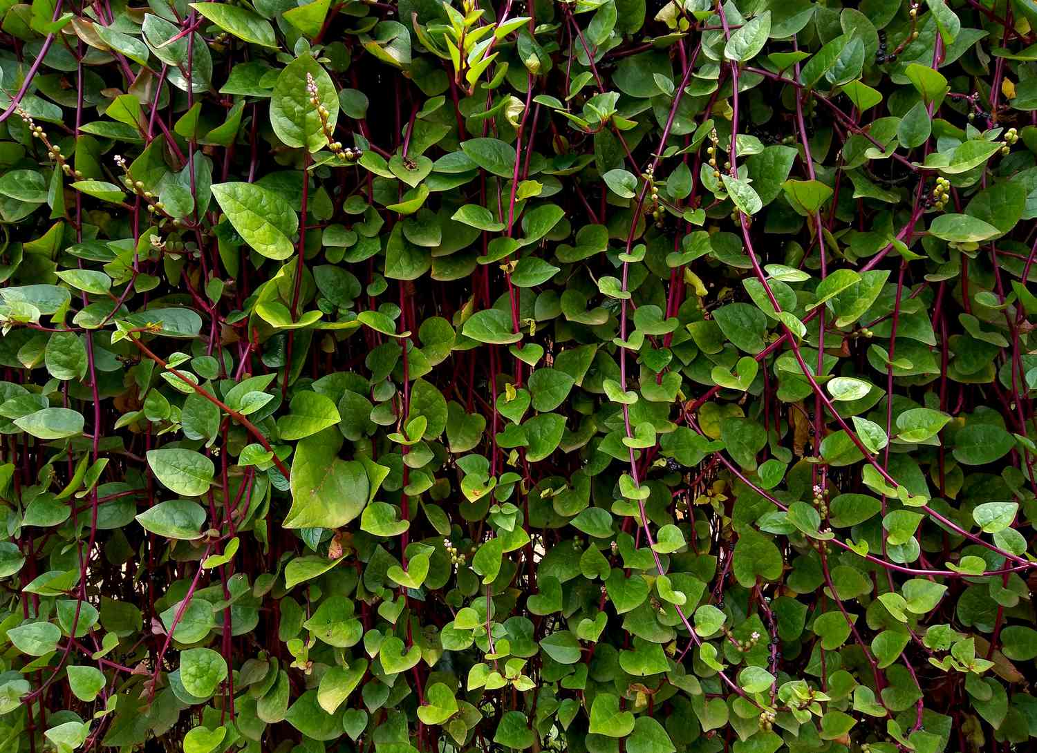 Malabar spinach vines