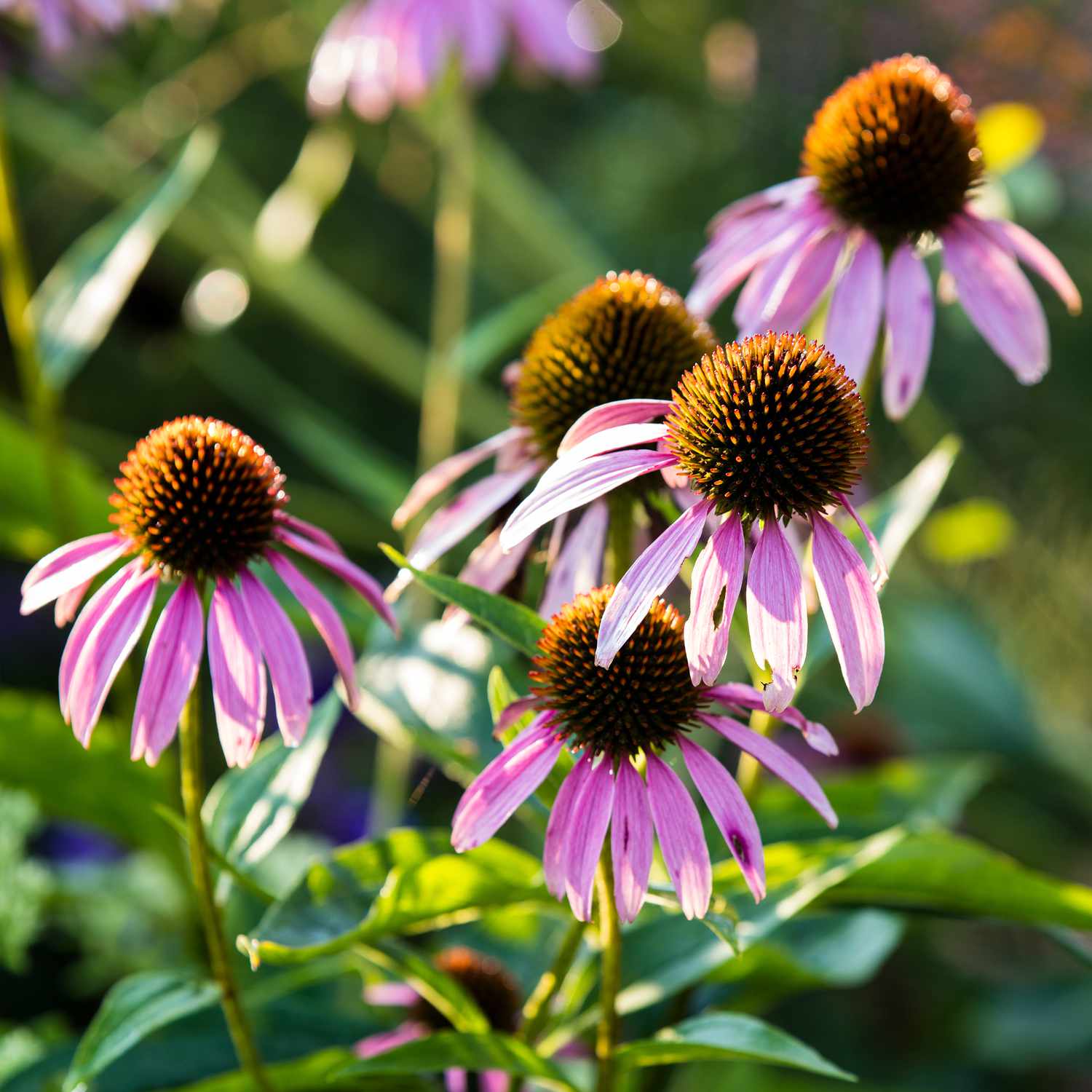 purple coneflowers in a garden