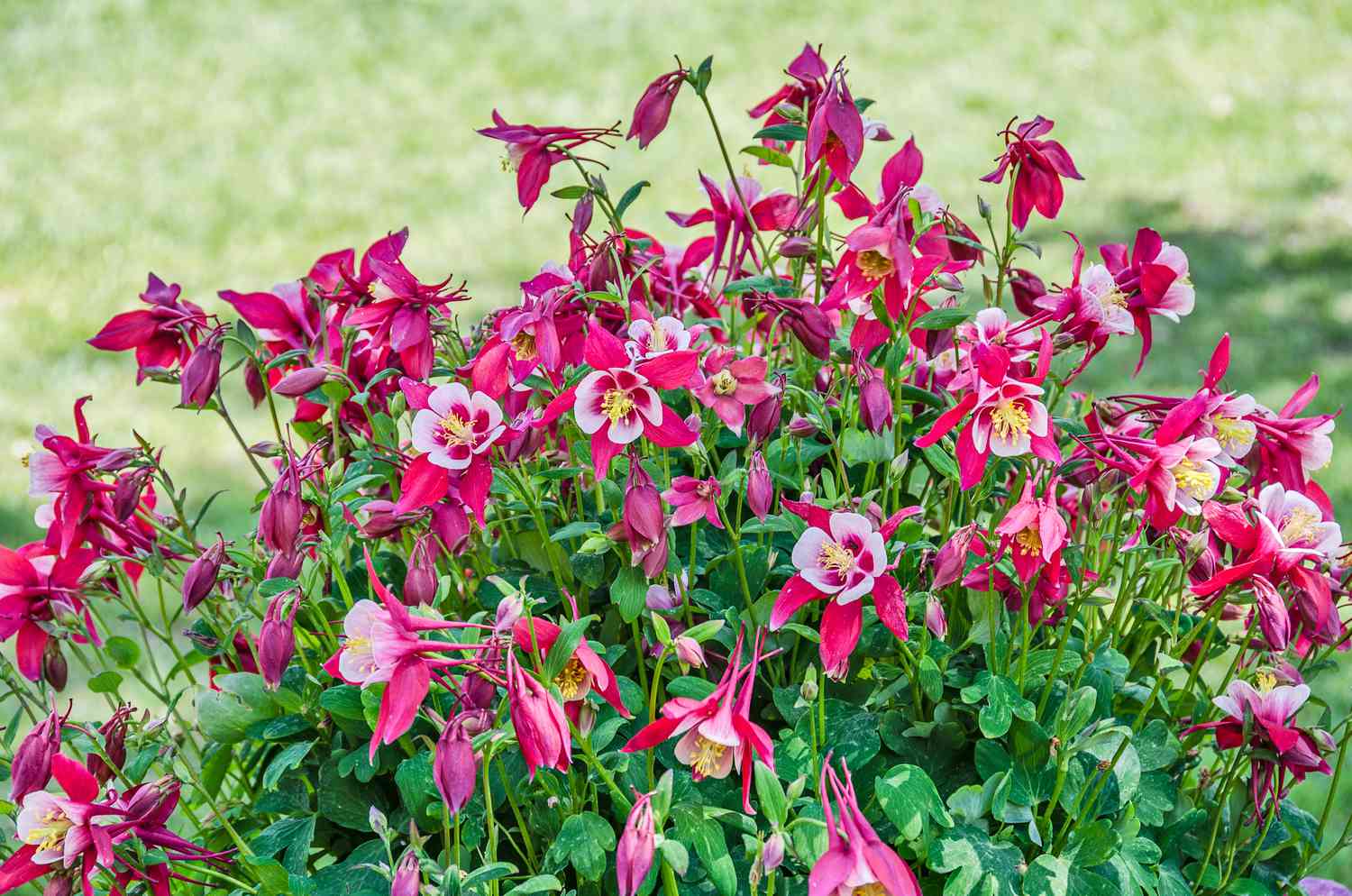 Pink and White Columbine blossoms and buds with contrasting green leaves