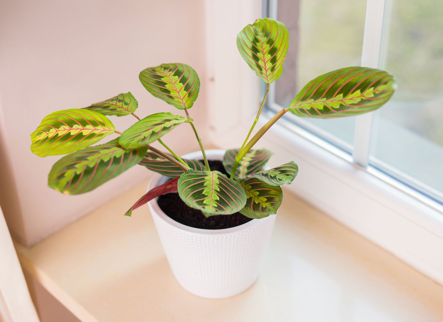 prayer plant in a white pot near a window